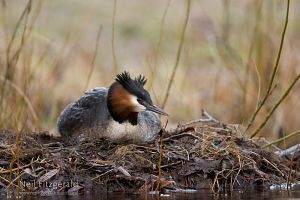 Australasian Crested Grebe