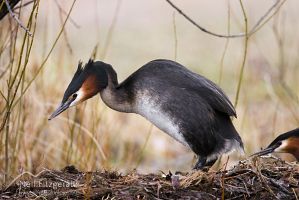 Australasian Crested Grebe