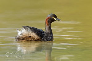 Australasian little grebe