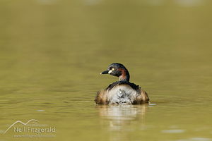 Australasian little grebe