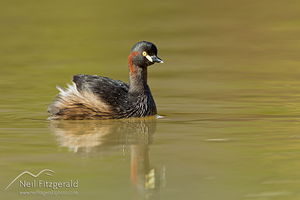 Australasian little grebe