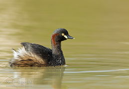 Australasian little grebe