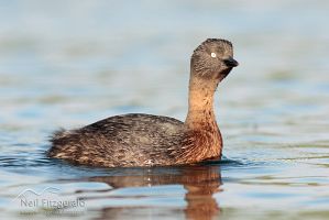 New Zealand Dabchick 