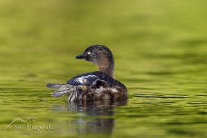 New Zealand Dabchick 