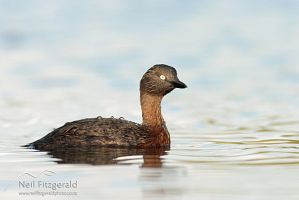 New Zealand Dabchick 