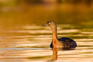 New Zealand Dabchick 