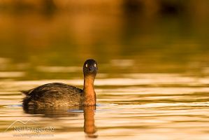 New Zealand Dabchick 