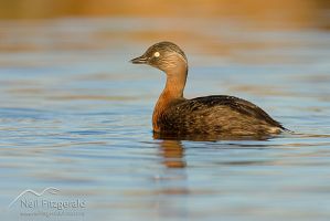 New Zealand Dabchick 