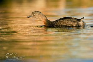 New Zealand Dabchick 