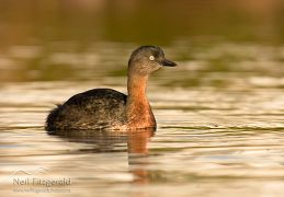 New Zealand dabchick