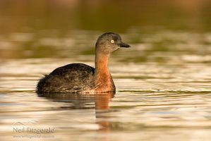 New Zealand Dabchick 