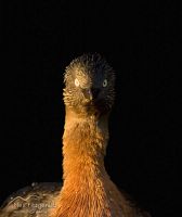 New Zealand Dabchick 