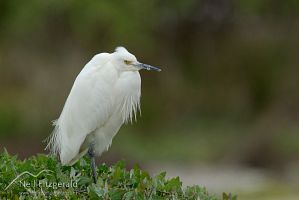 Little egret