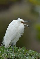 Little egret