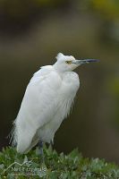 Little egret