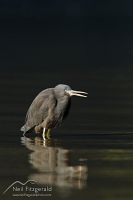 Reef heron