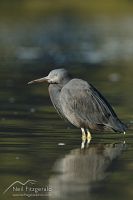 Reef heron