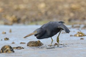 Reef Heron