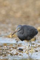 Reef Heron