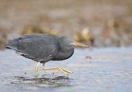 Reef heron