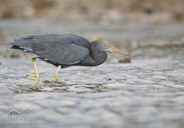 Herons & spoonbills
