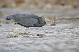 Reef Heron