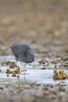 Reef Heron