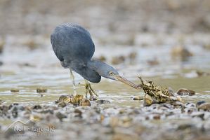 Reef Heron
