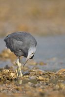 Reef Heron
