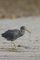 Reef Heron