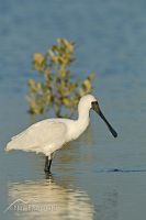 Royal Spoonbill