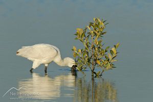 Royal Spoonbill