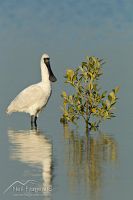 Royal Spoonbill