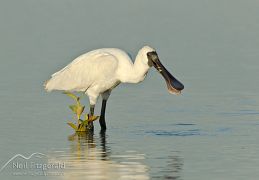 Royal spoonbill