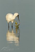 Royal Spoonbill