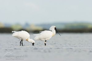 Royal Spoonbill