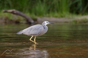 White-faced heron