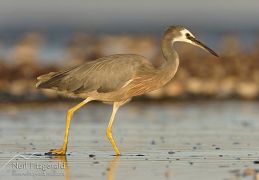 White-faced heron