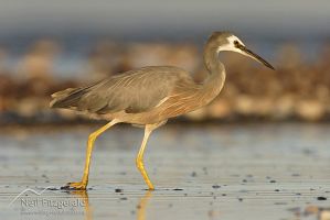 White-faced heron
