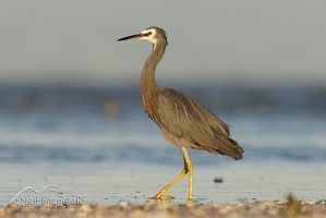 White-faced heron