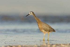 White-faced heron