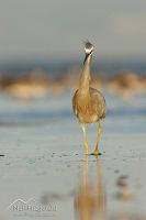 White-faced heron