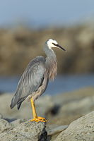 White-faced heron