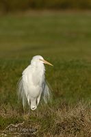 White heron