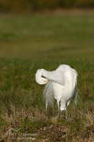 White heron