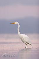 White heron