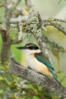 New Zealand kingfisher