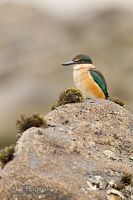 New Zealand kingfisher