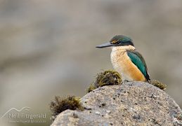 Kingfishers