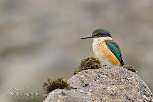 New Zealand kingfisher